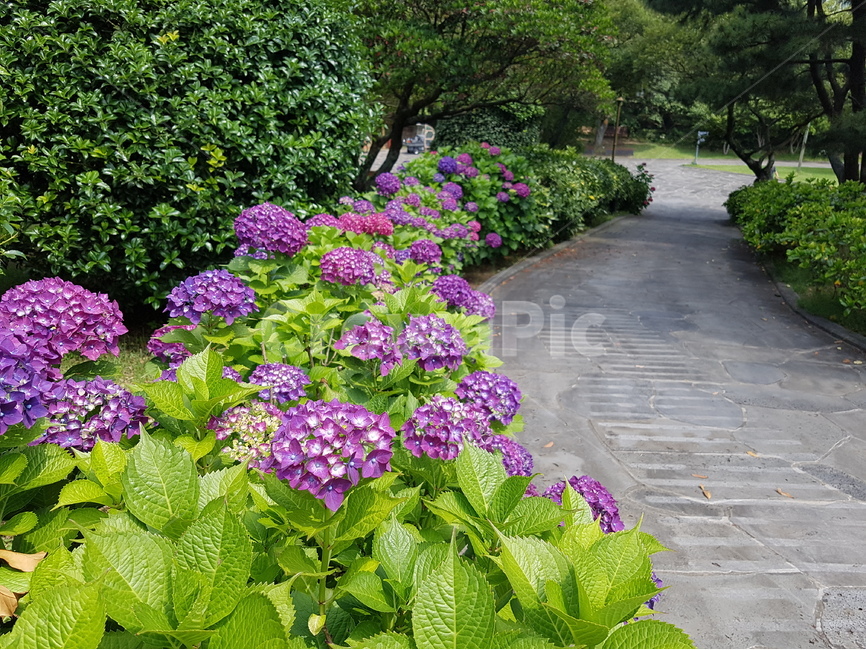 수국,꽃,제주도,수국길,자연,식물,자연,plants,nature,꽃,flower
