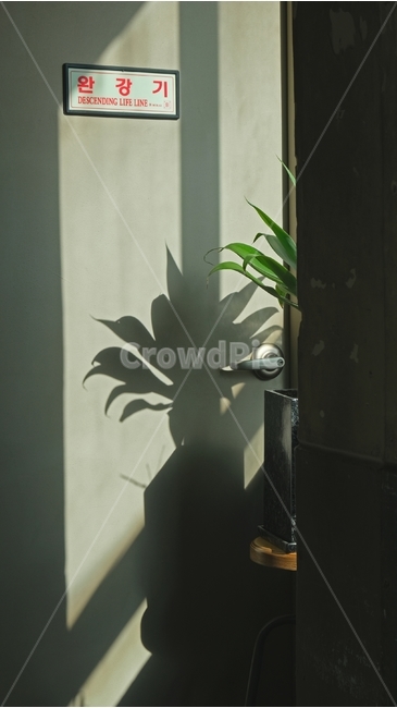 실루엣,그림자,명암,대비,식물,실내용화초,화분,화초,house plant