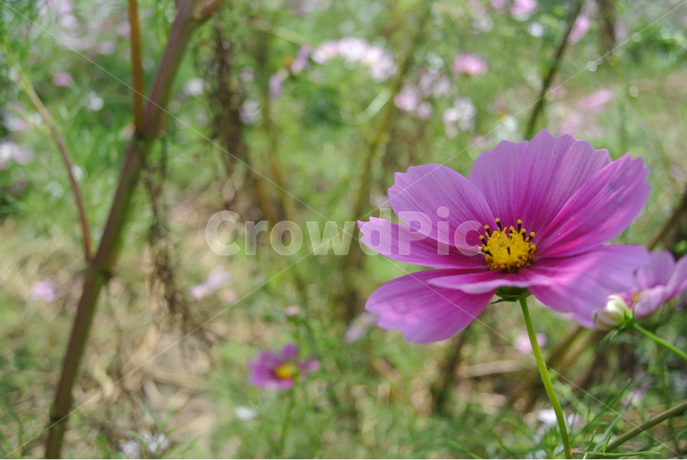 plant,식물,flower,꽃,blossom,pollen,화분,geranium,코스모스,식물,자연,plants,nature,꽃,flower