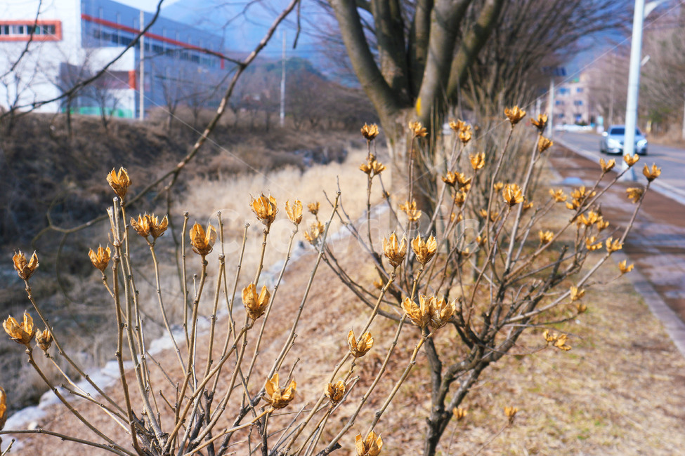 가을,갈대,fall,노랑,오후