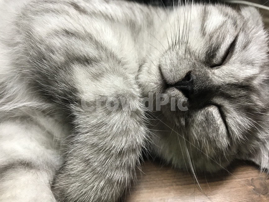 고양이,냥냥이,잠,휴식,귀여움,동물,animal,포유류,mammal,고양이,cat,kitten,kitty