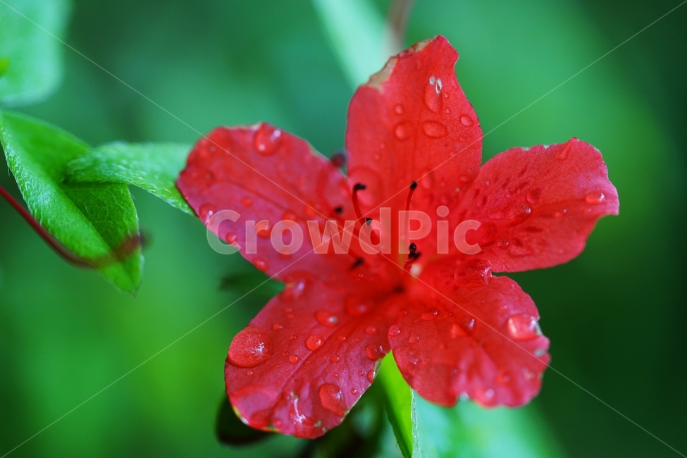 비,연분홍,철죽,봄꽃,빨강꽃,식물,자연,plants,nature,꽃,flower