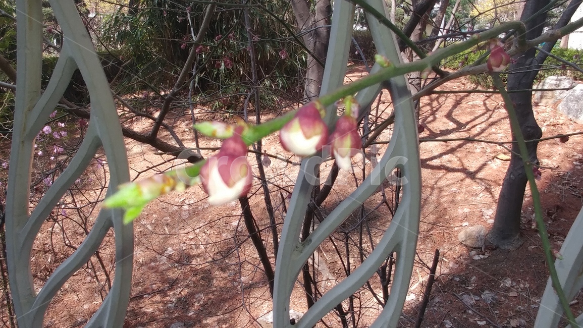 식물,자연,줄기,꽃,노란색,초록색,식물,자연,plants,nature