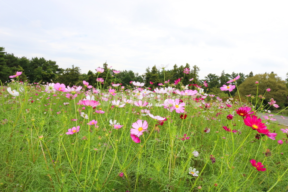 꽃,코스모스,코스모스꽃,식물,자연,풍경,국화과,가을,꽃밭,자연,풍경,nature,landscape,식물,plants,꽃,flower,outdoors,옥외,grassland,목초지,field,들,plant,farm,농장,rural,농촌,meadow