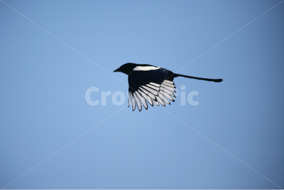 bird,새,animal,동물,까치,picapica,magpie,동물,animal,조류,새,birds