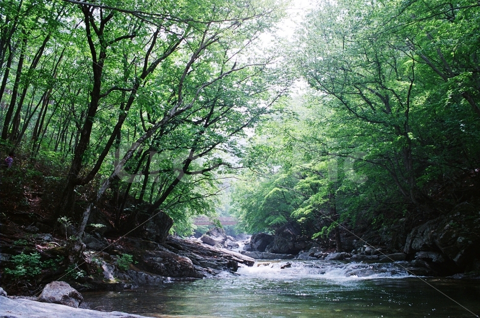 필름사진,무주,구천동,자연,풍경,여름,자연,풍경,nature,landscape,여름,계절,summer,season,water,물,outdoors,옥외,stream,흐름,creek,작은 만