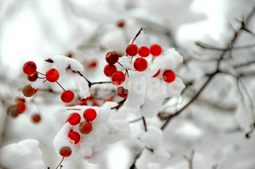 눈,눈꽃,판매,대설,야생,열매,겨울,계절,winter,season,식물,자연,plants,nature,과일,열매,fruit