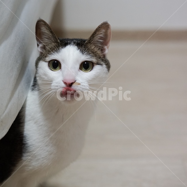 고양이,코숏,코리안숏헤어,야옹,애완동물,반려묘,동물,animal,포유류,mammal,고양이,cat,kitten,kitty