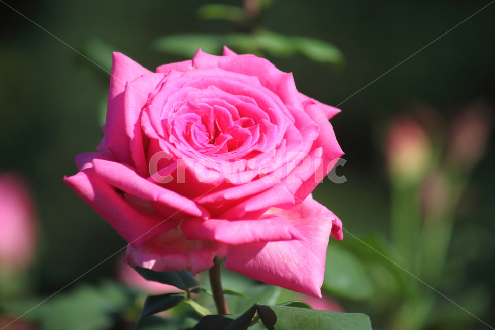 장미,꽃,정원수,덩굴식물,rose,식물,자연,plants,nature,꽃,flower