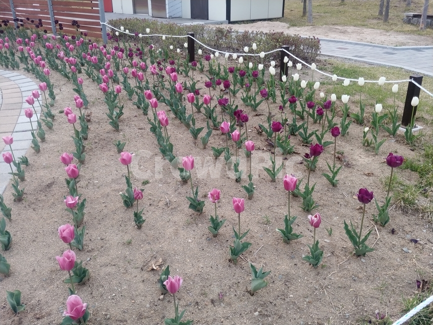 튤립,꽃,flower,tulip,자연,nature,plant,식물,ground,earth,soil,흙,식물,자연,plants,nature,꽃,flower