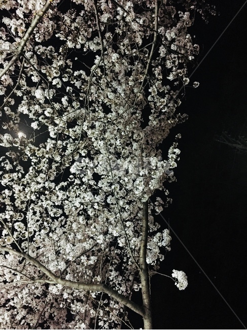 벚꽃,나무,자연,어두운밤,나뭇가지,flower