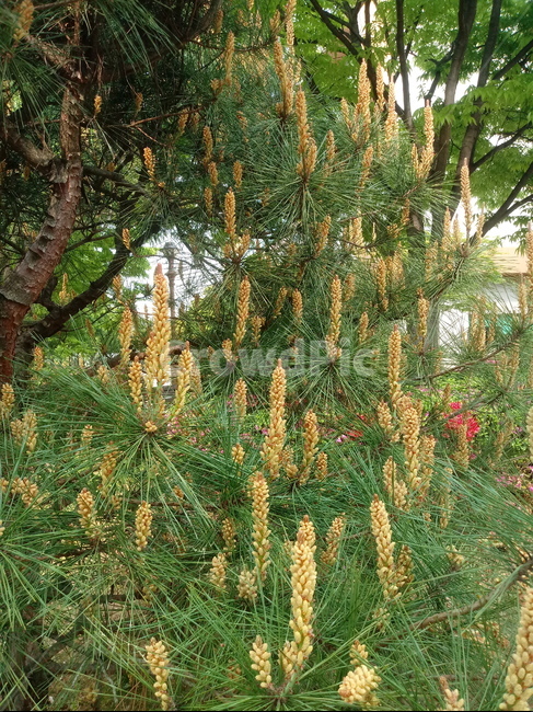 송모,송침,상록침엽교목,양지식물,식물,소나무,송화,식물,자연,plants,nature,꽃,flower