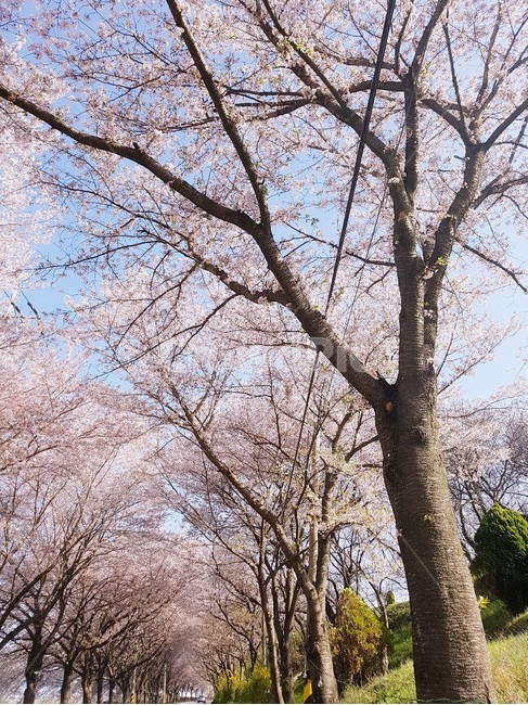 길,벚꽃,벚꽃길,봄,꽃길,섬진강