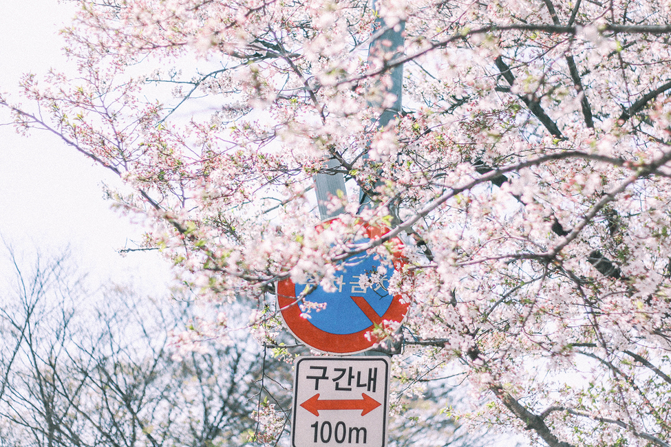 벚꽃,봄,핑크,감성사진,꽃,spring,따뜻함,순수,깨끗,flower,cherryblossoms,일본감성,여의도벚꽃축제,4월,벚꽃나무,빛,봄,계절,spring,season,식물,자연,plants,nature,꽃,flower,감성,sensible,feeling