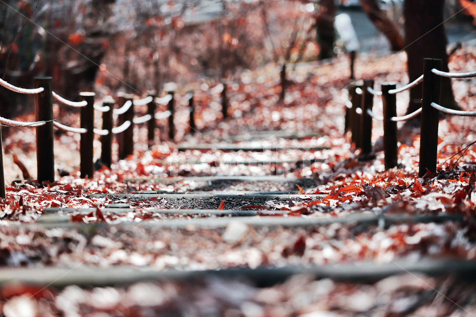 가을,계단,낙엽,나무,감성사진,가을,계절,fall,autumn,season,감성,sensible,feeling