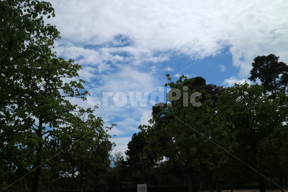 하늘,구름,나무,풍경,맑은날,초록,공원,나뭇잎,햇빛,환경,식물,자연,sky,cloud,tree