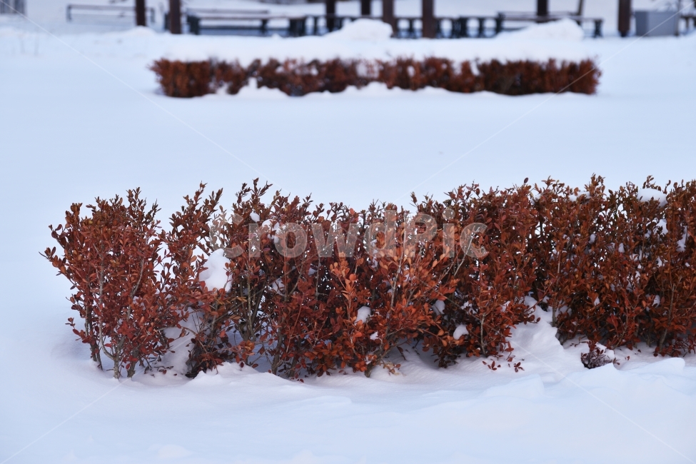 눈,겨울,계절,추위,풍경,폭설,흰색,하얀색,일상,감성,땅,겨울,계절,winter,season,식물,자연,plants,nature