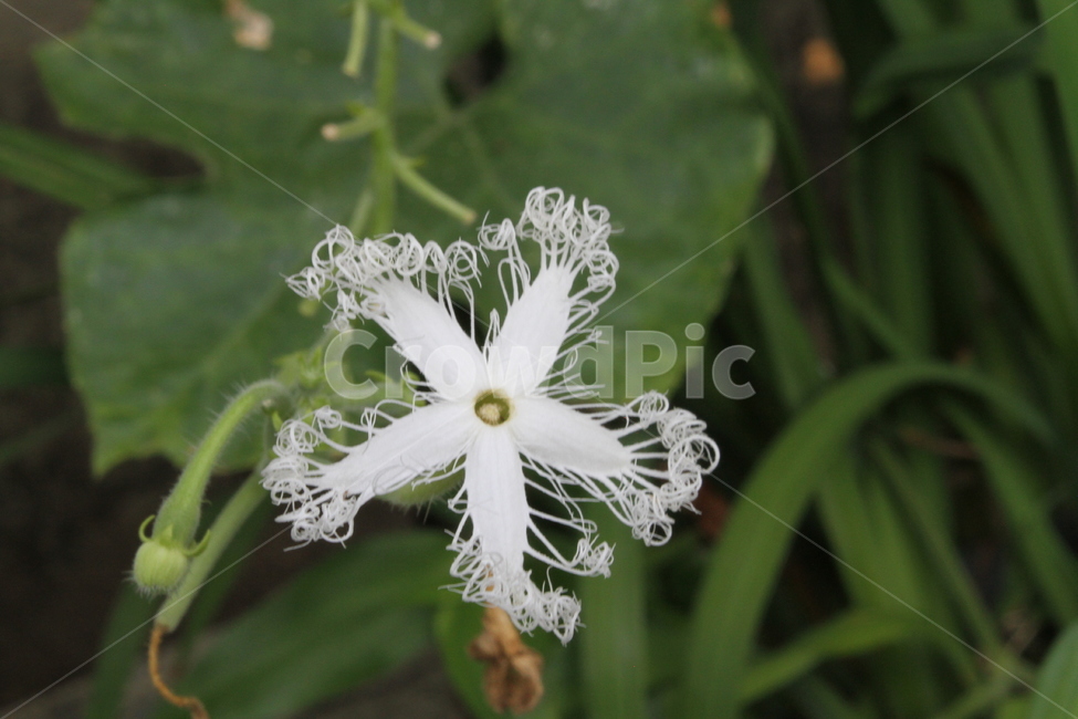 하눌타리,하늘타리,하늘수박,꽃,식물,식물,자연,plants,nature,꽃,flower