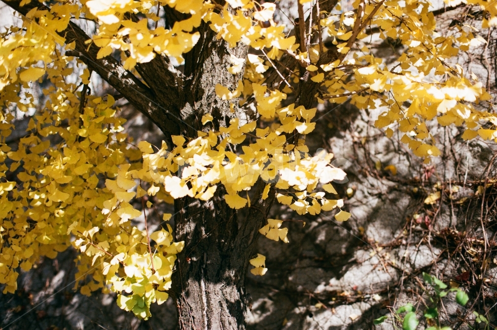 은행나무,단풍,가을,노랑,나무,풍경,낙엽,가을,계절,fall,autumn,season,식물,자연,plants,nature,나무,trees,wood,leaf,잎,plant,tree,tree trunk,나무 줄기