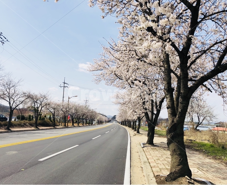 벚꽃,도로,봄,하늘,맑음,벚꽃나무,벚꽃로,벚꽃도로,cherryblossoms,road,spring,sky,clear,tree
