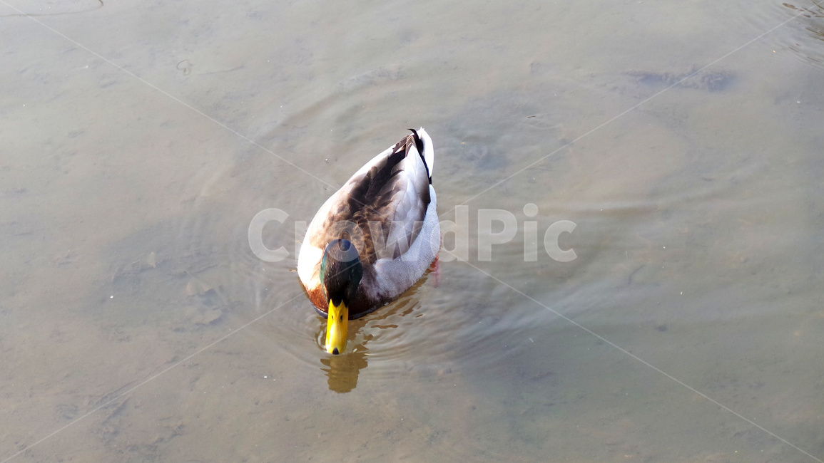 오리,조류,동물,청둥오리,duck,동물,animal,조류,새,birds