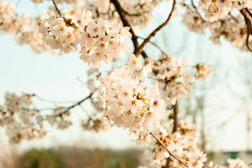 벚꽃,꽃,봄,벚꽃나무,감성,자연,flower,cherryblossom