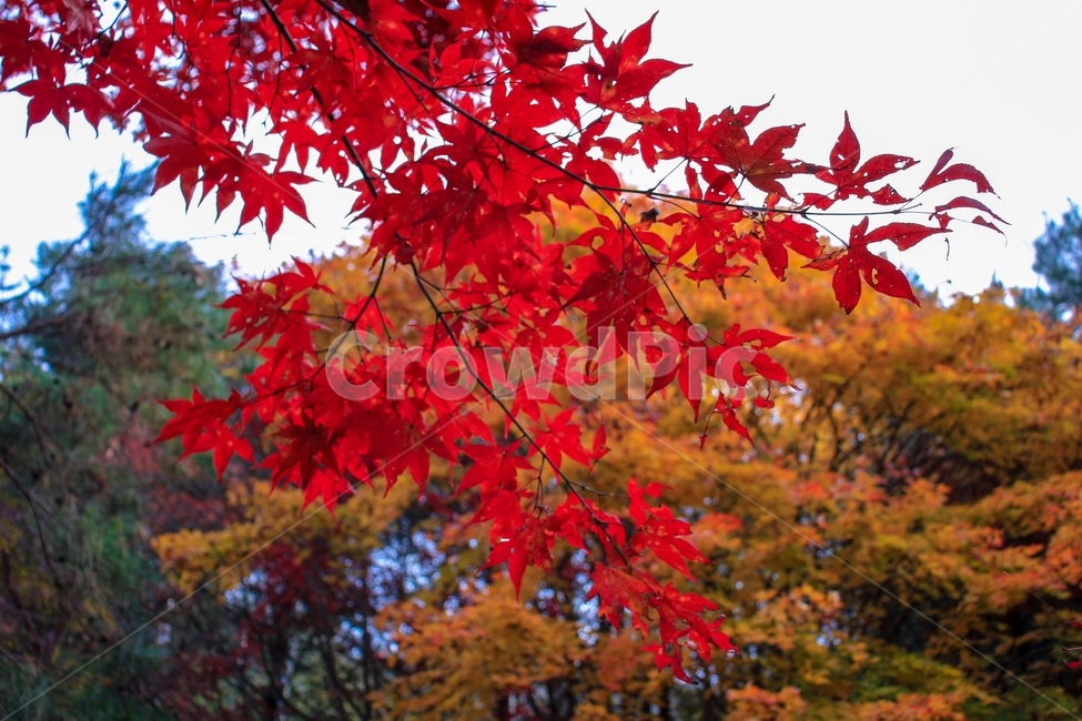 가을,감성,울긋불긋,단풍,낙엽,풍경,나무,단풍잎,자연,가을,계절,fall,autumn,season,식물,자연,plants,nature,plant,leaf,잎,tree,maple