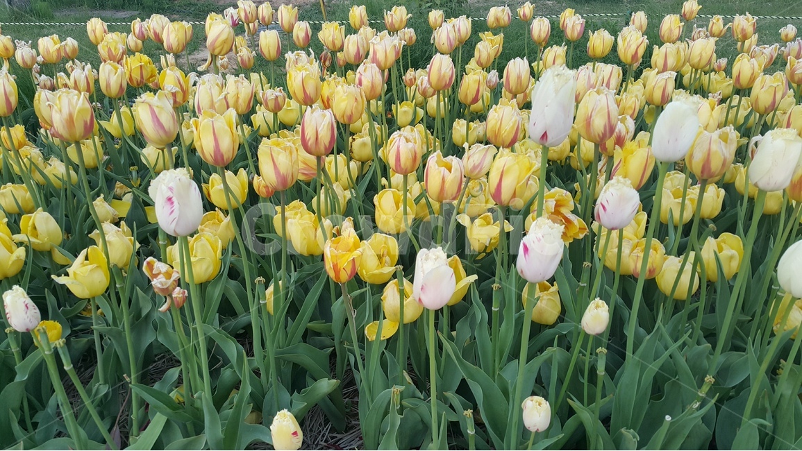 봄,튤림,꽃,튤립축제,식물,봄,계절,spring,season,식물,자연,plants,nature,꽃,flower,plant