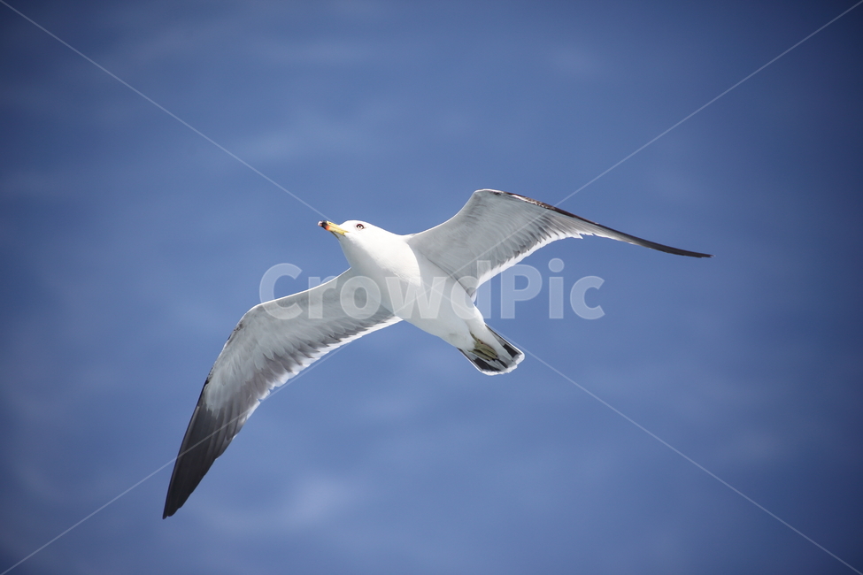 갈매기,바다새,대형조류,commongull,mewgull,laruscrassirostris,괭이갈매기,동물,animal,조류,새,birds