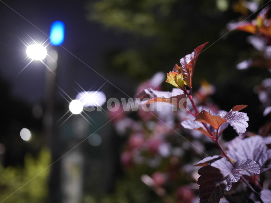 푸른수목원,봄,꽃,휴식,밤꽃,자연