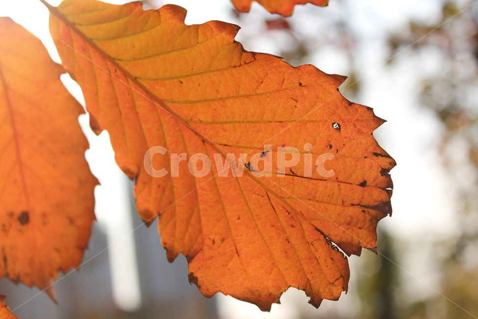 plant,식물,leaf,잎,단풍,가을,계절,fall,autumn,season