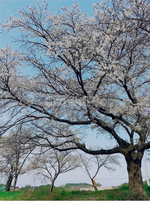 벚꽃,봄,나무,tree,식물,꽃,treetrunk,하늘,계절