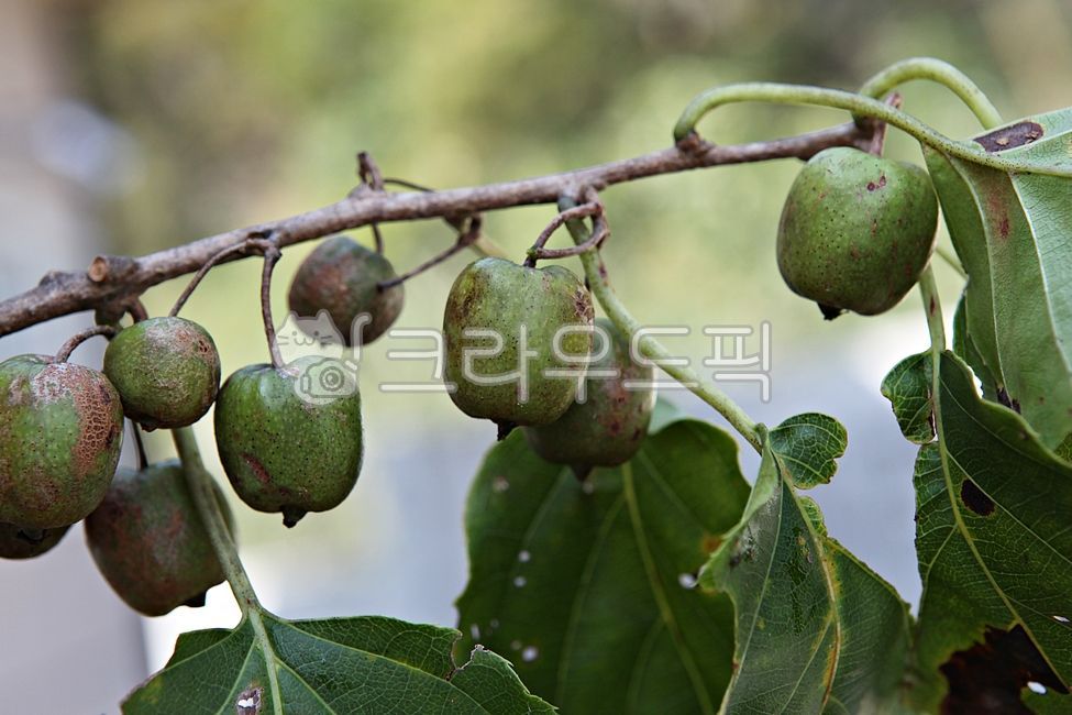 다래,열매,과일,과실,음식,먹거리,넝쿨식물,가을,추수,수확,식물,자연
