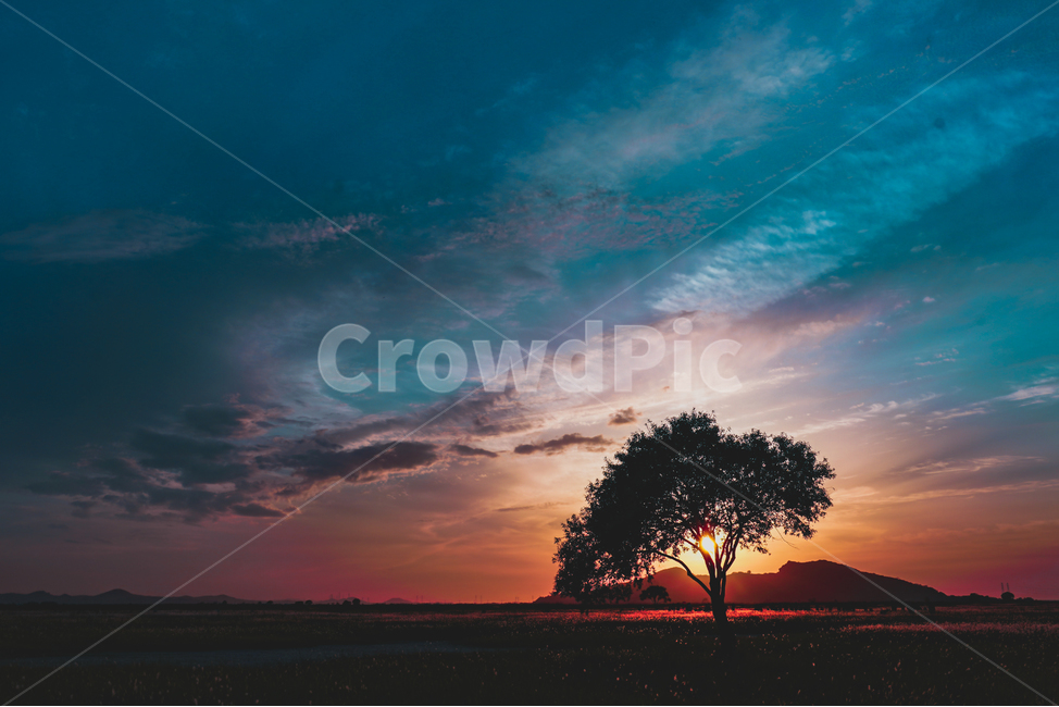 노을,일몰,나홀로나무,풍경,자연,자연,풍경,nature,landscape,한국자연풍경,한국자연경관,korea nature landscape,식물,plants,나무,trees,wood,색깔,색상,색채,색감,color sense,color sensitivity,feeling of color,outdoors,옥외,sky,하늘,red sky,붉은 하늘,dawn,새벽,sunset,dusk,황혼
