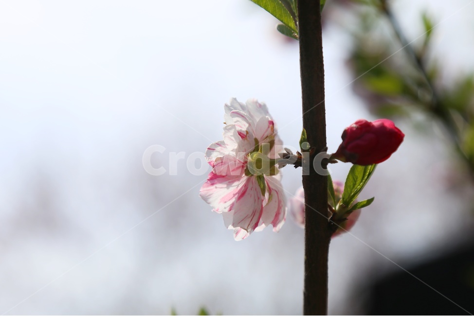 풍경,봄,감성,복숭아,삼색도화꽃,봄,계절,spring,season,식물,자연,plants,nature,꽃,flower,plant