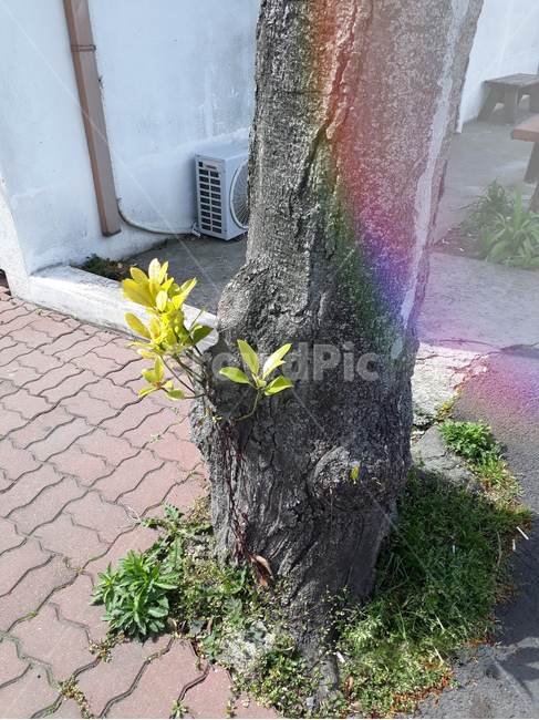 새싹,나무,식물,봄,제주,자연