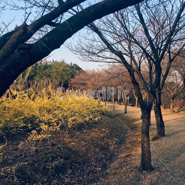 개나리,벚꽃,봄,나무,꽃,꽃길,해질녘