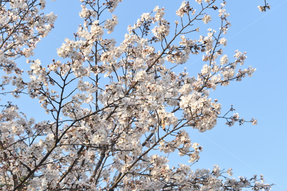 plant,식물,flower,꽃,blossom