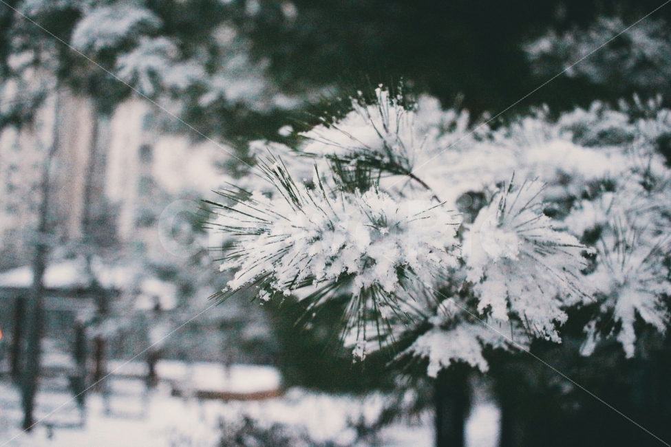 눈,풍경,겨울,나무,뽀드득,겨울,계절,winter,season,감성,sensible,feeling