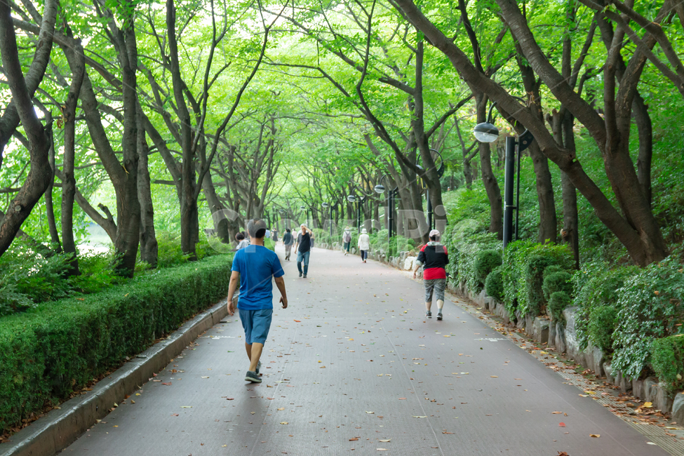 석촌호수,잠실,서울,숲,숲길,호숫가,공원,야외,녹음,초록색,여름,풍경,경치,조깅,산책,운동,산책로,석촌호수공원,호수공원,명소,송파나루공원,관광지,도심공원,시원한,녹색,청량한