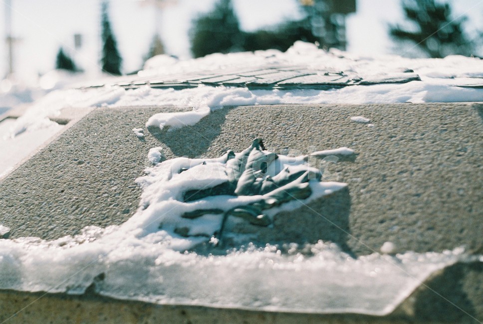 단풍잎,자연,얼음,캐나다,눈,겨울,겨울,계절,winter,season