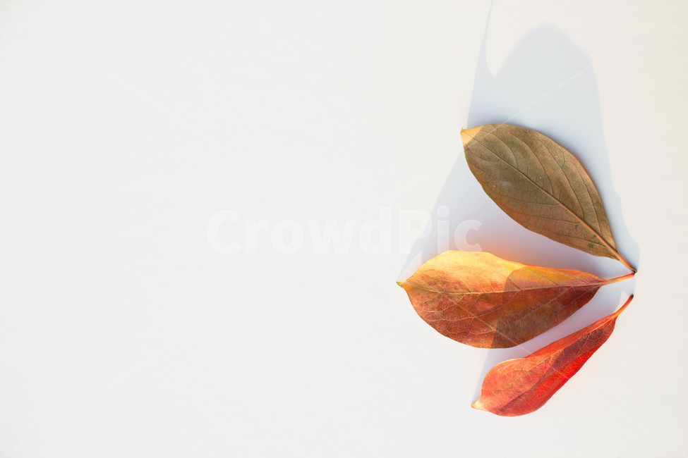 노랑,주황색,계절별,계절,노화,갈색,시즌,배경,단풍,가을,낙엽,leaf,잎,plant,식물,가을,계절,fall,autumn,season