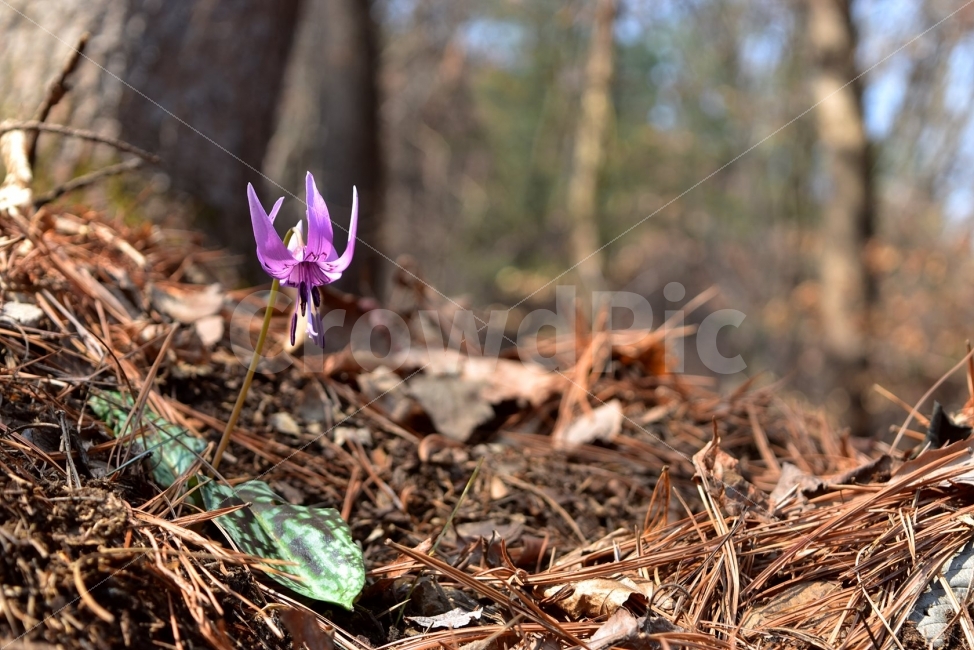 얼레지,봄,야생화,꽃,화야산,경기도,봄꽃,감성,햇살,그림자,Erythroniumjaponicum,가재무릇,백합과,얼레지속,바람난여인,질투,식물,식생,자연,식물,자연,plants,nature,꽃,flower