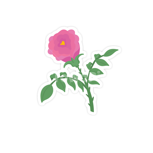 꽃,장미,식물,flower,blossom,plant,그래픽,일러스트레이션,graphic,illustration