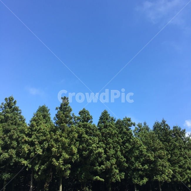tree,fir,전나무,나무,plant,식물,관광,자연,풍경,한국자연풍경,한국자연관광,제주도,하늘,맑음,날씨,가을,봄,여름