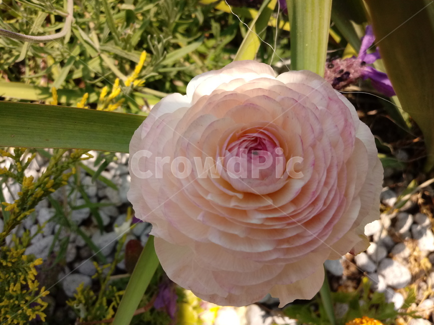 라넌큘러스,다년생,화단용,분화용,식물,꽃,식물,자연,plants,nature,꽃,flower