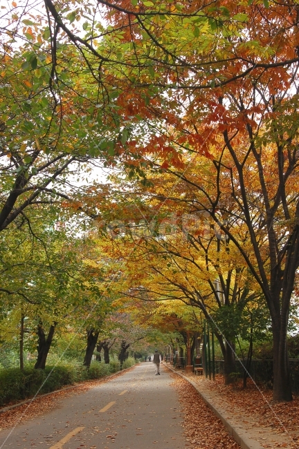가을,단풍,낙엽,길,가로수,나무,산책,산책로,풍경,도로,가을풍경,단풍길,자연,풍경,nature,landscape,가을,계절,fall,autumn,season,tree,plant,식물