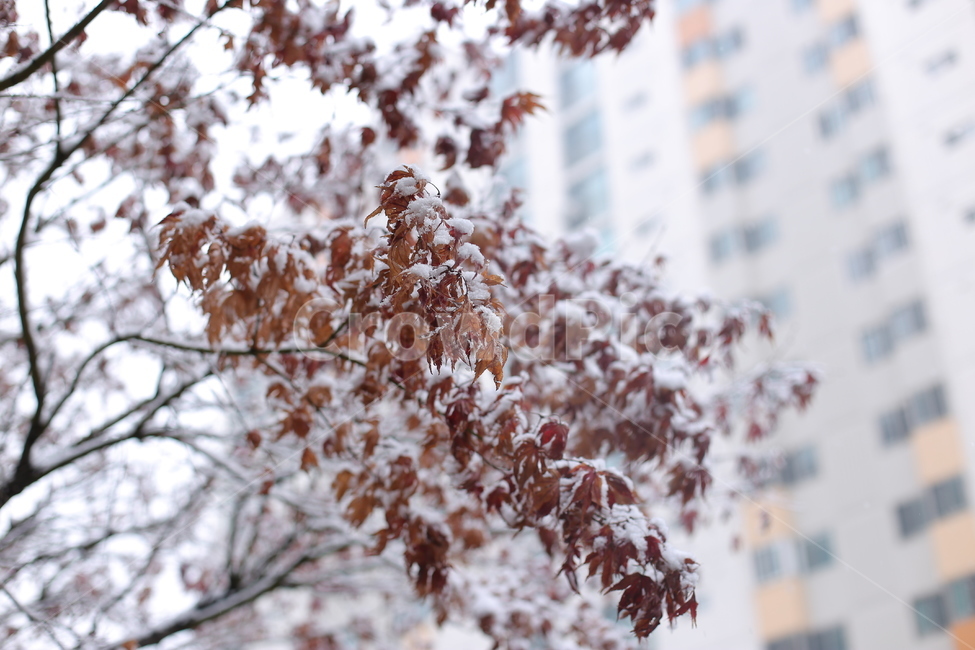 겨울,눈,눈오는날,snow,winter,풍경,감성,화이트,추위,폭설,설경,겨울,계절,winter,season