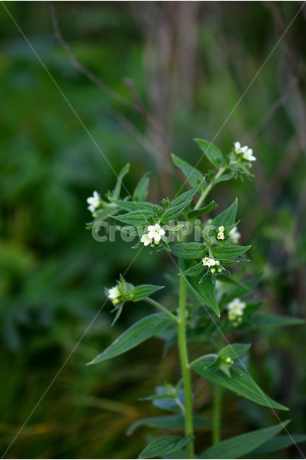 지치,야생화,꽃,식물,자연,생태,플라워,flower,plants,nature,식물,자연,plants,nature,꽃,flower
