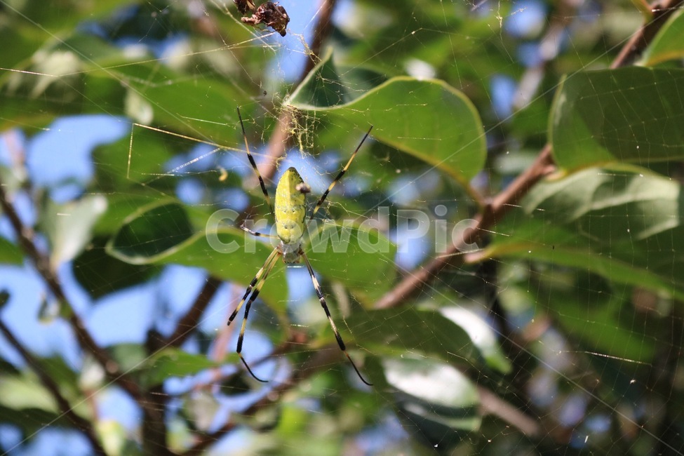 거미,곤충,거미줄,나무,초록,식물,자연,spider,kumo,insect,konchuu,tree,ki,green,midori,plants,shokubutsu,nature,노랑,검정,yellow,kiiro,black,kuro,동물,animal,곤충,벌레,insect,bug